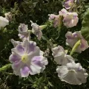 チロルの画像