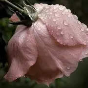 ゆーまむ♪の画像