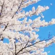 ayaの画像
