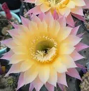 ❤百花繚乱❤の画像