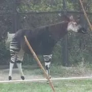 カイドウ
