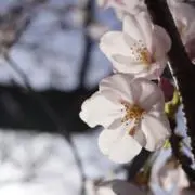 瑠璃の画像