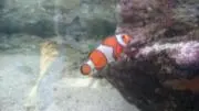 おかめの画像
