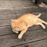 miyabiの画像