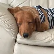 ショコラの画像