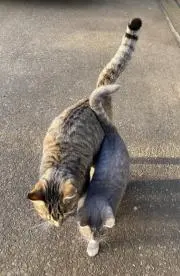 鬼灯