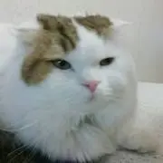 しんちゃん