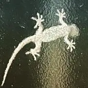 noriの画像