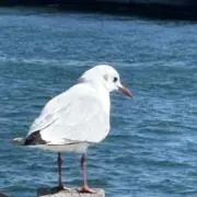 れもんの画像