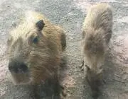 かぴぴの画像