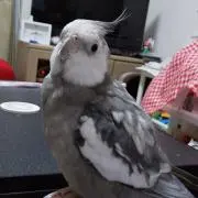 ゆちゃ