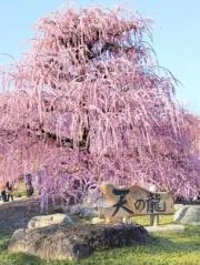 umeの画像