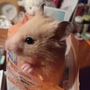 くるすけ