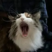 miccyoの画像