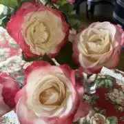 Georgieの画像