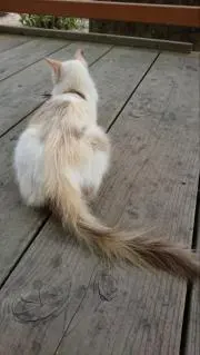 みやの画像