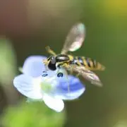 花とワルツの画像