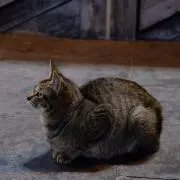 かしけんの画像