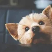 もふの画像