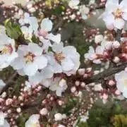 LISA꙳★*゜プロフ必読お願いします。の画像