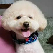 あゆらの画像