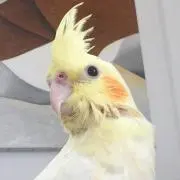 Yoppi