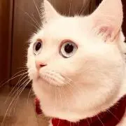 マミヤ
