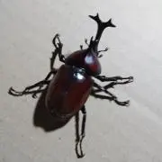 ドムタンの画像