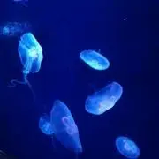 らびぽんの画像