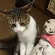 よしよしりんの画像