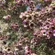nanaの画像