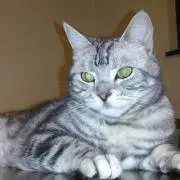 yumi