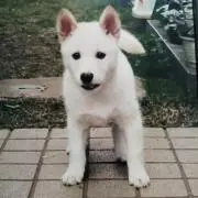 ニック