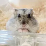 はむすけ(๑•⁠ᴗ⁠•⁠๑)の画像