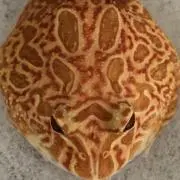 kokの画像