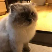 sayachellの画像