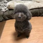 ミント