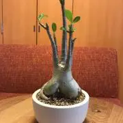cocohikaの画像