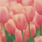 ちゅりの画像