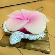 プルカメ