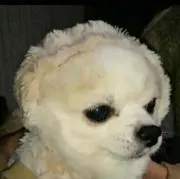 ともちの画像