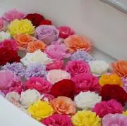 ここねの画像