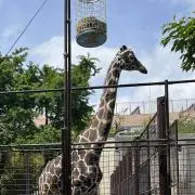 発送22日になります。マユリルラの画像