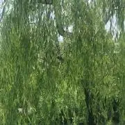 みどりむし