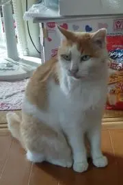 Miuの画像