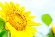 サンフラワーの画像