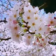 大聖寺伊万里 花龍欄干樹下唐人花鳥図 六寸平皿 6客 - メルカリ