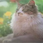 木蓮