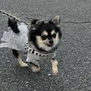 ( ¨̮ )の画像
