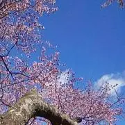 りんりん